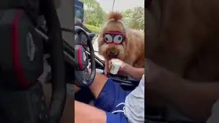 Puppuccino cheers up sad dog! 