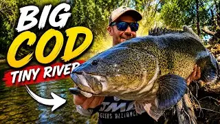 BIG Cod fishing a Tiny River