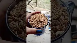 пшеница ииячмень лля хомяков