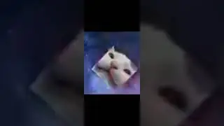 кот 🐈🐱 в космосе. (