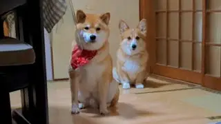 【換毛期】怒られる柴犬と従順なコーギー