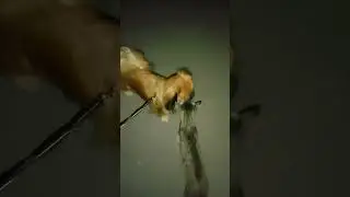 Неожиданно 😀 Новое знакомство ✌️🤩 во время прогулки 🤗