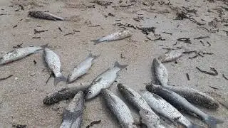 Everyone should watch this ( Fishing in the micronesia)