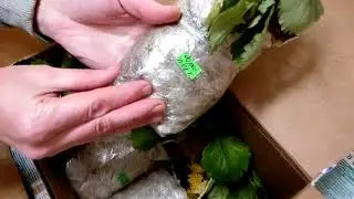 Рассада клубники почтой. Посылка от Акимовой Марины