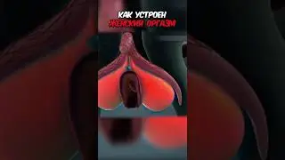 Как устроен женский оргазм