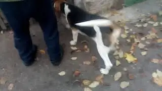 Русские пегие гончие
