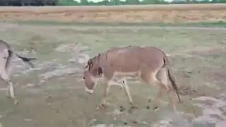 Donkey covering in the field first time meeting
