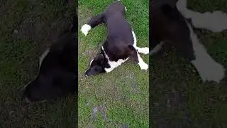 Бим любит ⚽🏀🏈⚾
