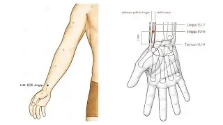LUNG 8 JINGQU (MERIDIAN GUTTER)
