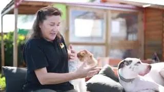 ¿Cada cuanto es aconsejable cepillar a tu perro?