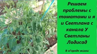 Решаем проблемы с томатами и я и Светлана с канала У Светланы Лодисад, обработка помидоров маг бором