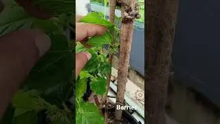 Our berries