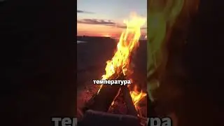 Это животное выжило в космосе