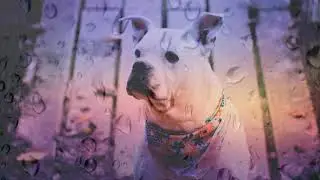 Собачье сердце.