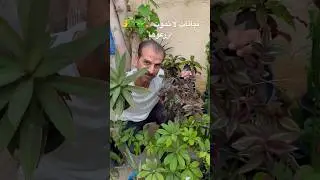 نباتات لا تعرف الموت 🌿انصح كل مبتدئ زراعة او من ليس لديه وقت للعناية بزراعة هذه النباتات ☘️🪴👌