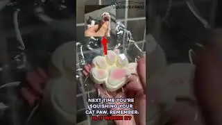 Poor cats..  💕 SQUISHYCHUU.COM