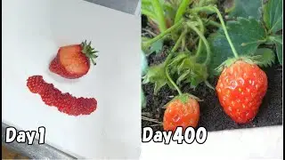 How to grow strawberries from store-bought strawberries