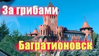 Прогулки по сухим лесам Багратионовска 2024
