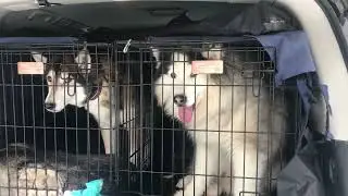 Каникросс в Доброграде