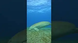 За день дюгонь может съесть до 40кг растительности 😱 #diving #дайвинг #travel #интересныефакты