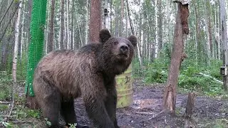 МЕДВЕДИ ПРИХОДЯТ ПОЧЕСАТЬСЯ.