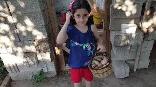 chicken egg collecting