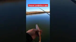 Ловили трофейных щук 