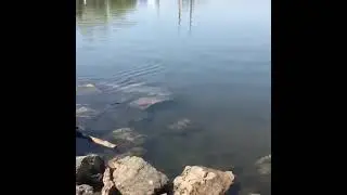 Щука нерест!!!