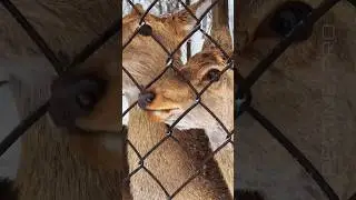 Казбековский район