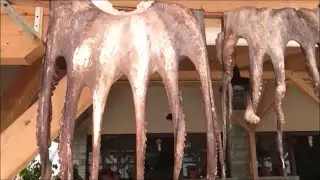 χταπόδια τέρατα... μένουμε Ελλάδα