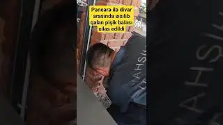 Pəncərə ilə divar arasında sıxılıb qalan pişik balası xilas edildi | Türkiyə