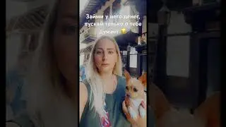 Чихуахуа #собака #приколы #чихуахуа #dog #приколысживотными #sunny #shortsvideo #shortvideo