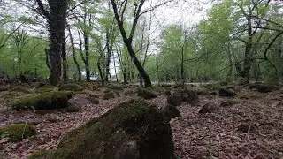 Чарующая красота в Огузе Oğuz XalXal kəndi прогулка по лесу красивое пение птиц 🦜