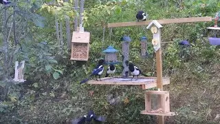 Bird Feeder Backyard l Birds Feeding Outdoors l Magpie