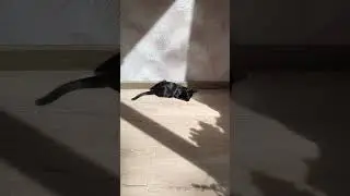 Охотничек на мошек... Котенок Ласточка 