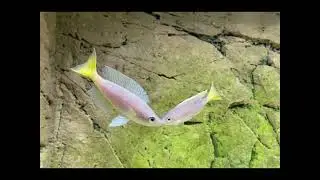 Cyprichromis leptosoma 