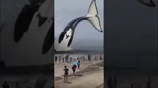 paus orca