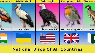 National Birds Of Different Countries