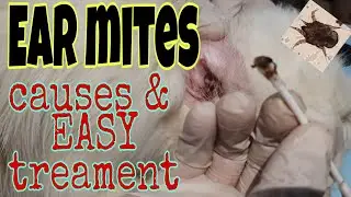 CAT EAR MITES: Easy Treatment.