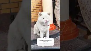 Белый устал уже от видосов 🤣.          По поводу рекламы пишите: dvasobakena007@gmail.com #собакен