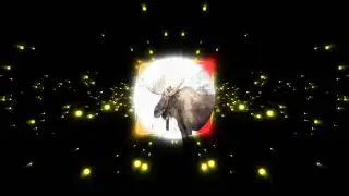 Guiding Stars - Bäck