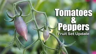 Tomato & Pepper Update - What varieties have set fruit