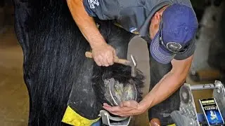 Shawn Matherly Farrier LLC ~ Feel the Difference
