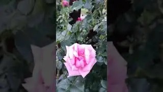 Песни на кассете #хит #ландшафт#розы#дача