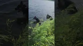 German Shepherds cooling off.