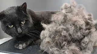 First Bath In FIFTEEN Years! | Major Transformation On Senior Black Cat 😮