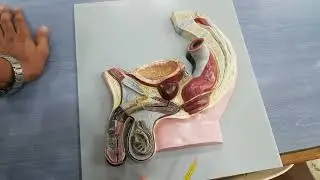 male reproductive system model