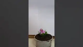 plant growing time lapse #timelapse #