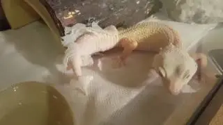 Albino Leopard Gecko Shedding its Skin TAKE 2
