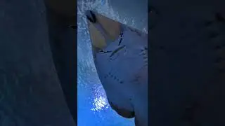 Rare Beautiful Sea Creatures in Aquarium